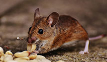 24 Hour & Emergency Exterminators in Alder Creek, NY